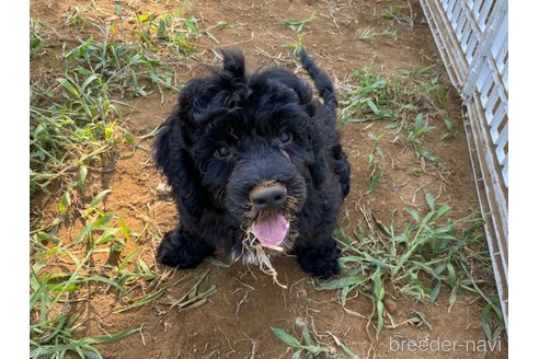成約済の東京都のその他の犬種-327485の9枚目