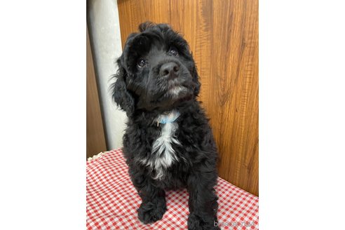 成約済の東京都のその他の犬種-327486の24枚目