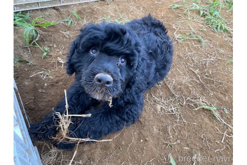 成約済の東京都のその他の犬種-327486の21枚目