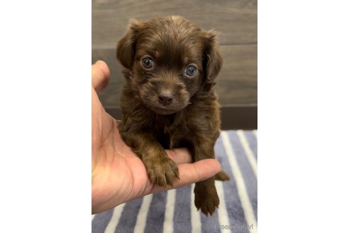 成約済の福岡県のミックス犬-327496の4枚目