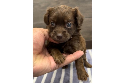 成約済の福岡県のミックス犬-327496の5枚目