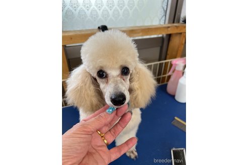 成約済の栃木県のトイプードル-305075の6枚目