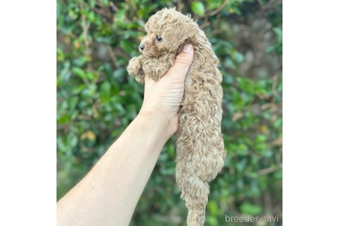 成約済の福岡県のタイニープードル-327502の5枚目