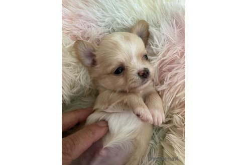 成約済の滋賀県のチワワ(ロングコート)-327503の2枚目