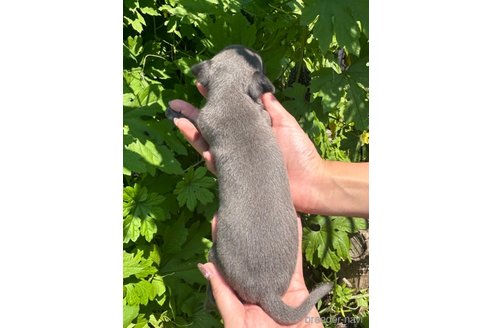成約済の静岡県のイタリアングレーハウンド(イタグレ)-327544の5枚目