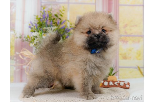 成約済の神奈川県のミックス犬-327555の5枚目