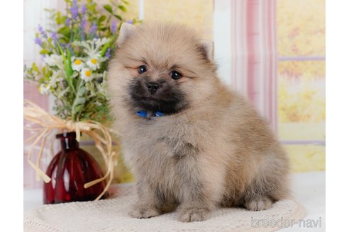 成約済の神奈川県のミックス犬-327555の4枚目