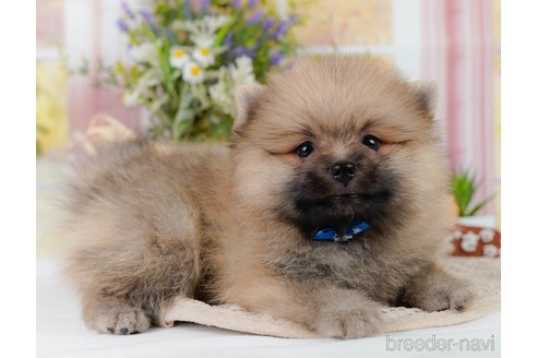 成約済の神奈川県のミックス犬-327555の3枚目