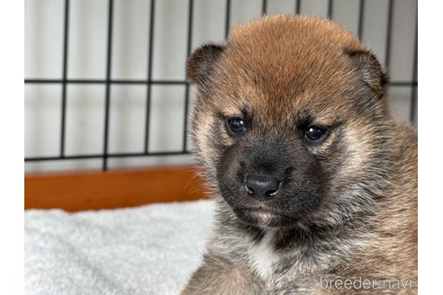 成約済の岡山県の柴犬-327579の5枚目