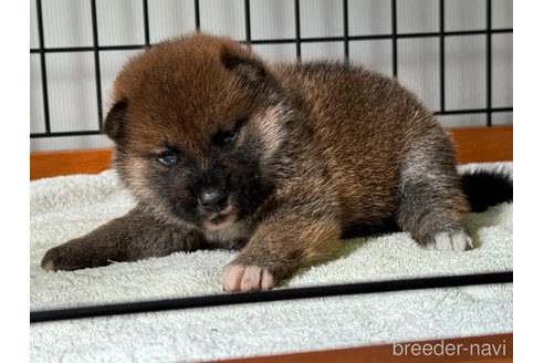 成約済の岡山県の柴犬-327583の1枚目