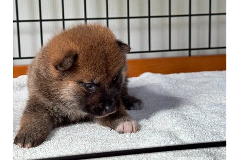 成約済の岡山県の柴犬-327583の5枚目
