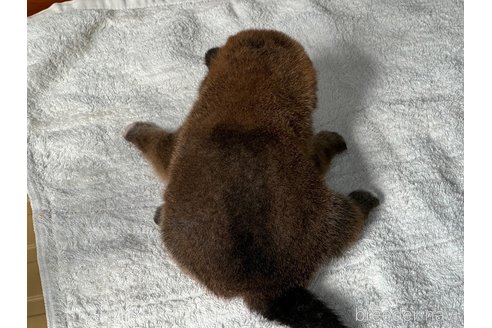 成約済の岡山県の柴犬-327583の2枚目