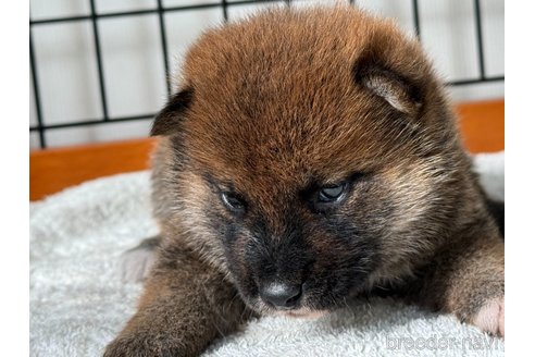 成約済の岡山県の柴犬-327583の4枚目