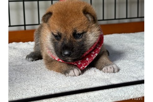 成約済の岡山県の柴犬-327585の2枚目