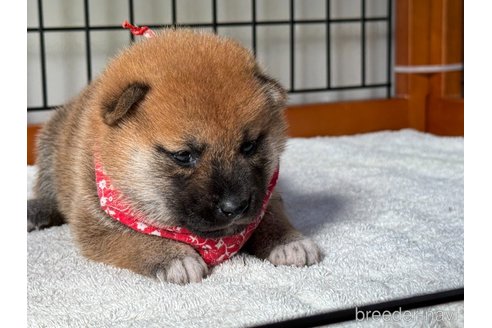 成約済の岡山県の柴犬-327585の5枚目