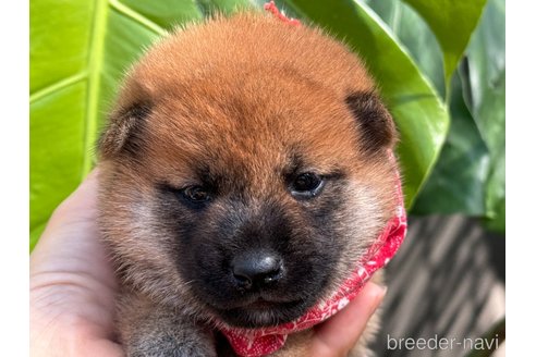 成約済の岡山県の柴犬-327585の1枚目
