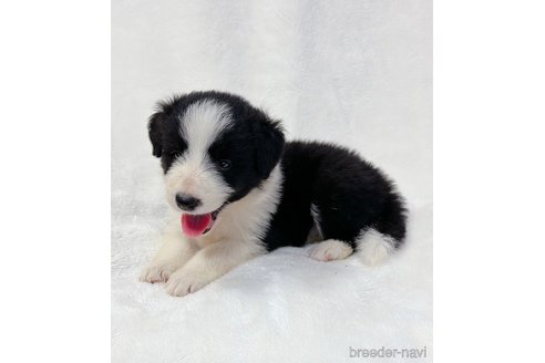 成約済の山口県のボーダーコリー-327594の3枚目