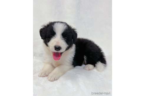 成約済の山口県のボーダーコリー-327594の1枚目