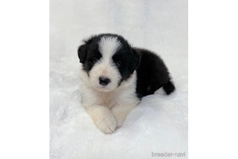 成約済の山口県のボーダーコリー-327594の4枚目