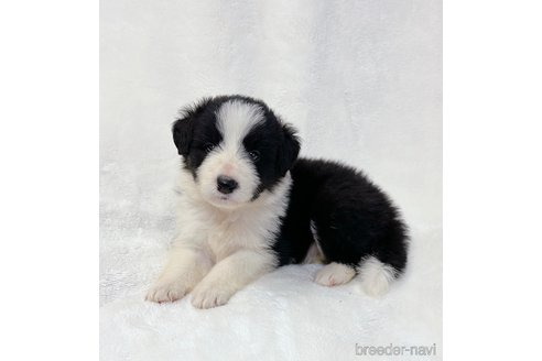 成約済の山口県のボーダーコリー-327594の5枚目