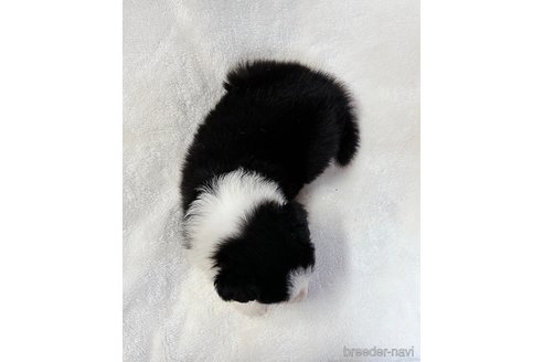 成約済の山口県のボーダーコリー-327594の2枚目