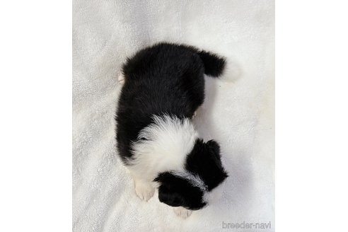 成約済の山口県のボーダーコリー-327596の5枚目