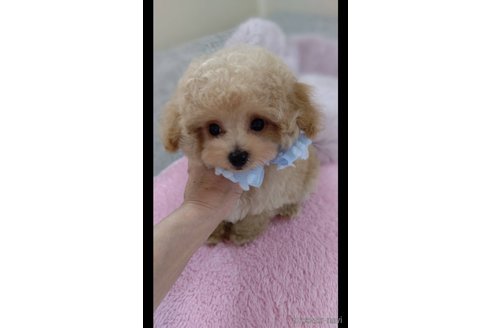 販売中の愛知県のティーカッププードル-327602の10枚目