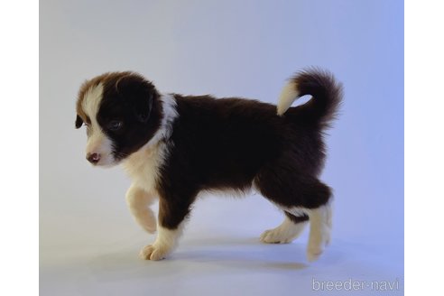成約済の鹿児島県のボーダーコリー-327618の2枚目
