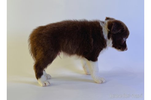 成約済の鹿児島県のボーダーコリー-325835の3枚目