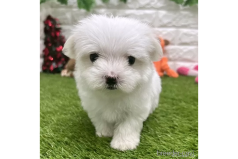 成約済の愛知県のマルチーズ-326382の1枚目