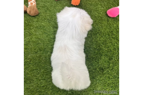 成約済の愛知県のマルチーズ-326382の2枚目