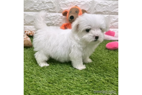 成約済の愛知県のマルチーズ-326382の3枚目