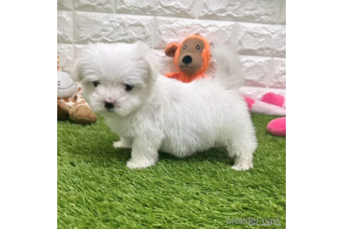 成約済の愛知県のマルチーズ-326382の5枚目