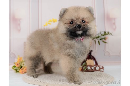 成約済の神奈川県のミックス犬-327638の5枚目