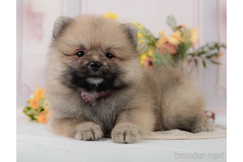 成約済の神奈川県のミックス犬-327638の3枚目