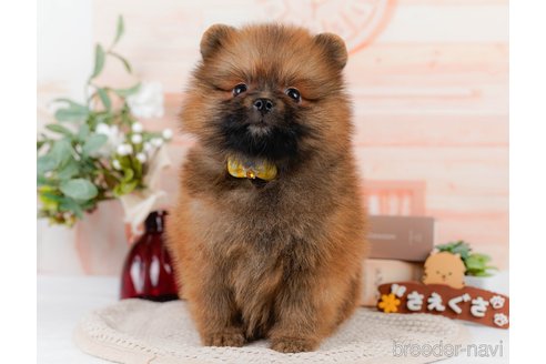 成約済の神奈川県のミックス犬-327640の6枚目