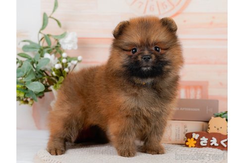 成約済の神奈川県のミックス犬-327640の5枚目