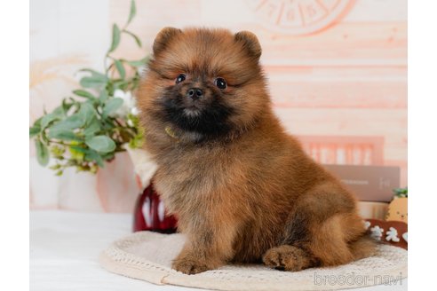成約済の神奈川県のミックス犬-327640の4枚目
