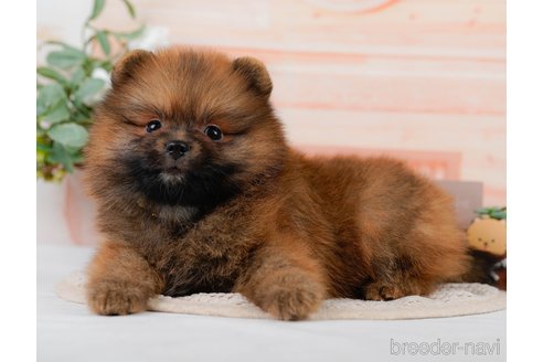 成約済の神奈川県のミックス犬-327640の3枚目