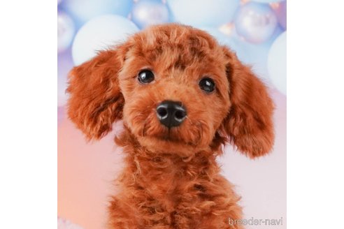 成約済の静岡県のトイプードル-315857の1枚目