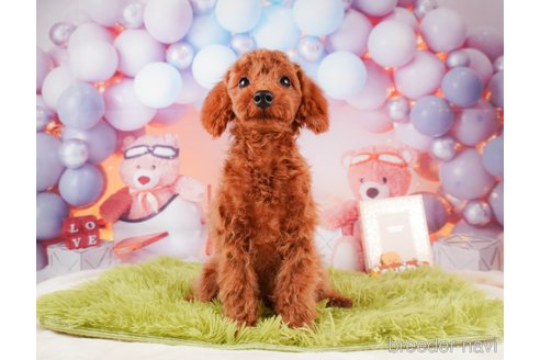 成約済の静岡県のトイプードル-315857の2枚目