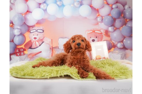 成約済の静岡県のトイプードル-315857の3枚目