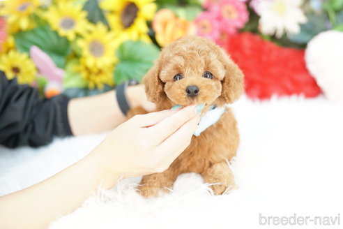 成約済の埼玉県のトイプードル-327641の2枚目