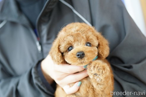 成約済の埼玉県のトイプードル-327641