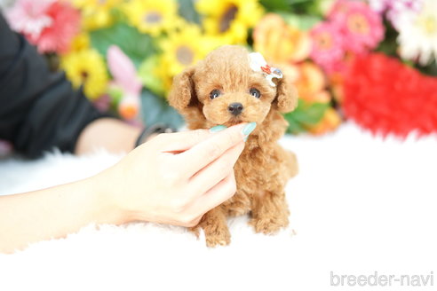 成約済の埼玉県のトイプードル-327646の3枚目