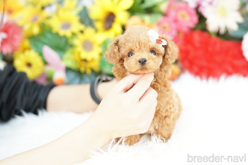 成約済の埼玉県のトイプードル-327646の2枚目