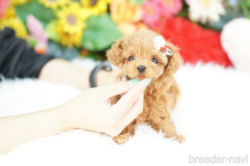 成約済の埼玉県のトイプードル-327646