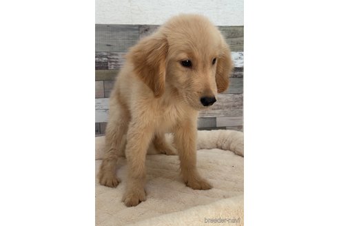 成約済の茨城県のゴールデンレトリーバー-327666