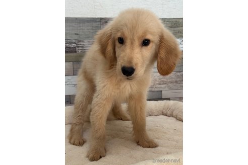 成約済の茨城県のゴールデンレトリーバー-327666の2枚目