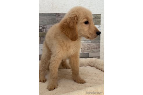 成約済の茨城県のゴールデンレトリーバー-327666の3枚目